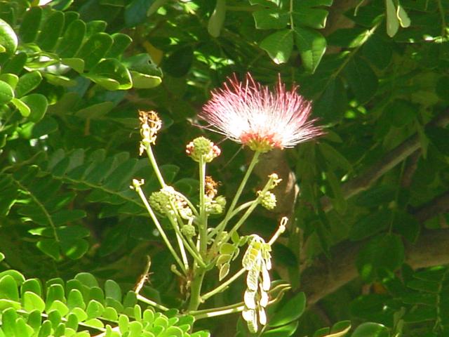 hawaii-oct2003(73).jpg