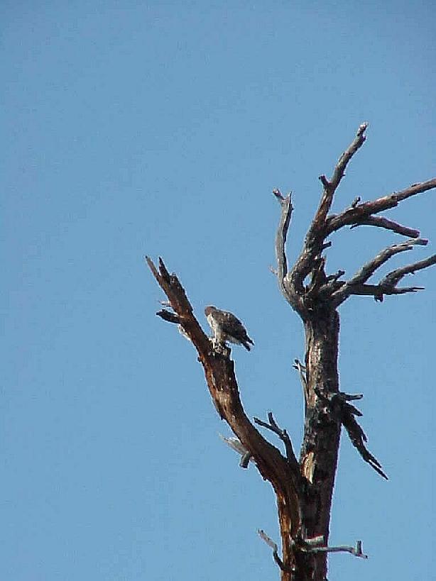 Red-tail Hawk