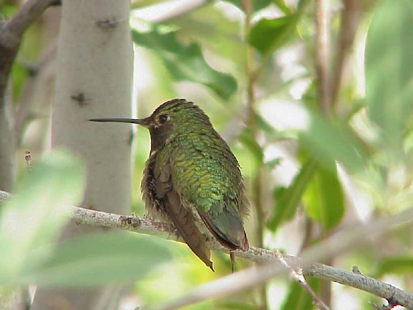 Humingbird at Rest