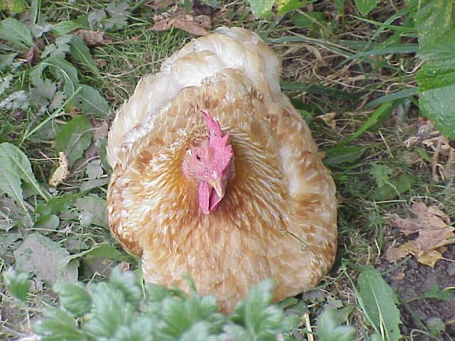 Hen