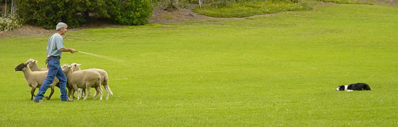 Sheep Herding competition at the San Diego Highland Games