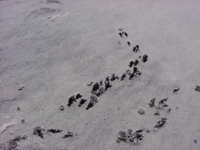 hermitcrabtracks.jpg