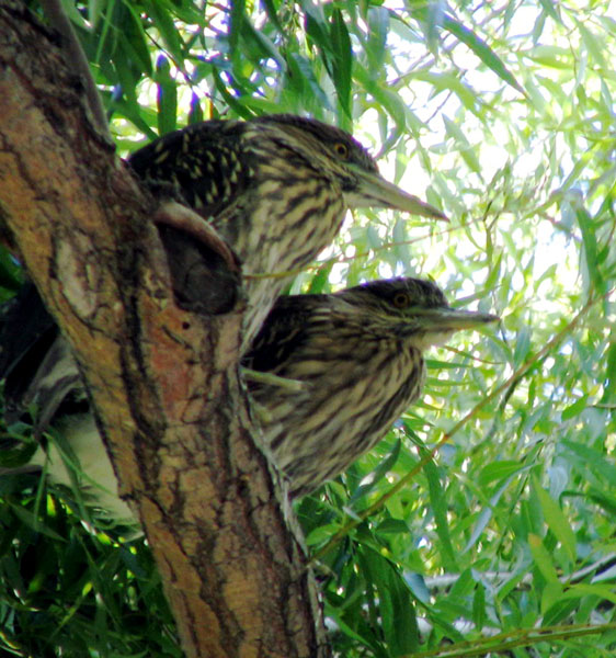 Black-crowned night herons, immature