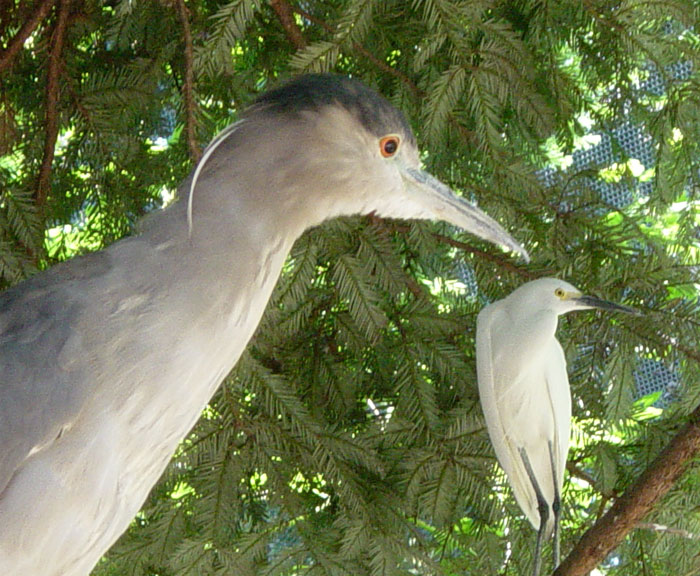 Black-crowned night heron and snowy egret perched in a pine tree