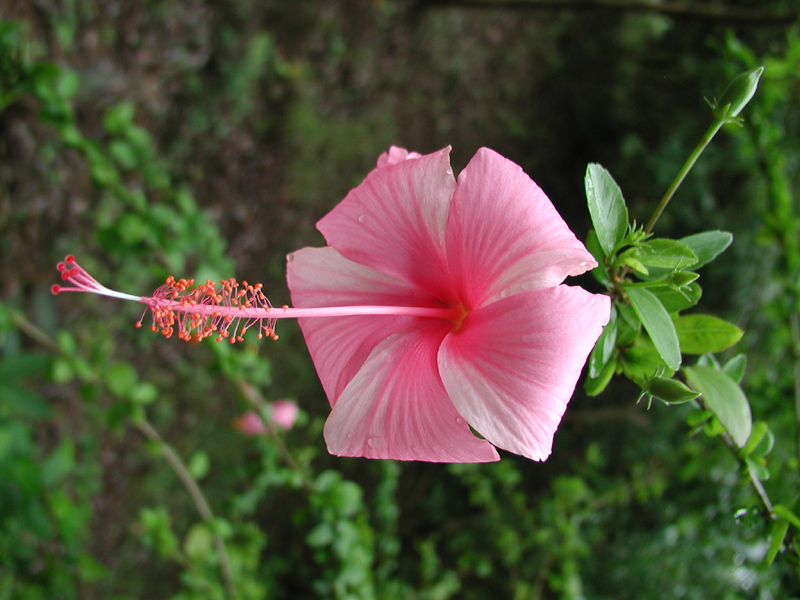 hibiscus11.jpg