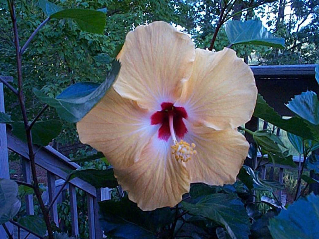 hibiscus12.jpg