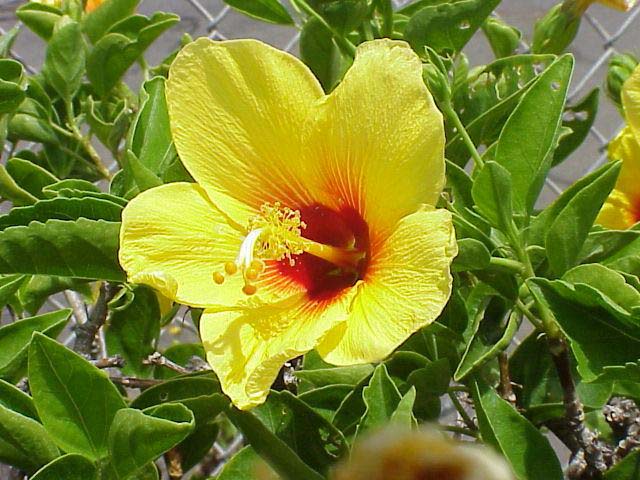 hibiscus123.jpg