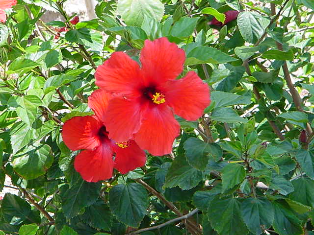 hibiscus2.jpg