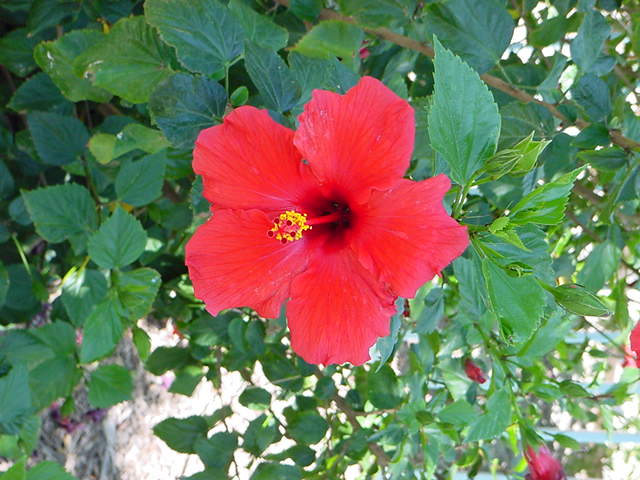 hibiscus