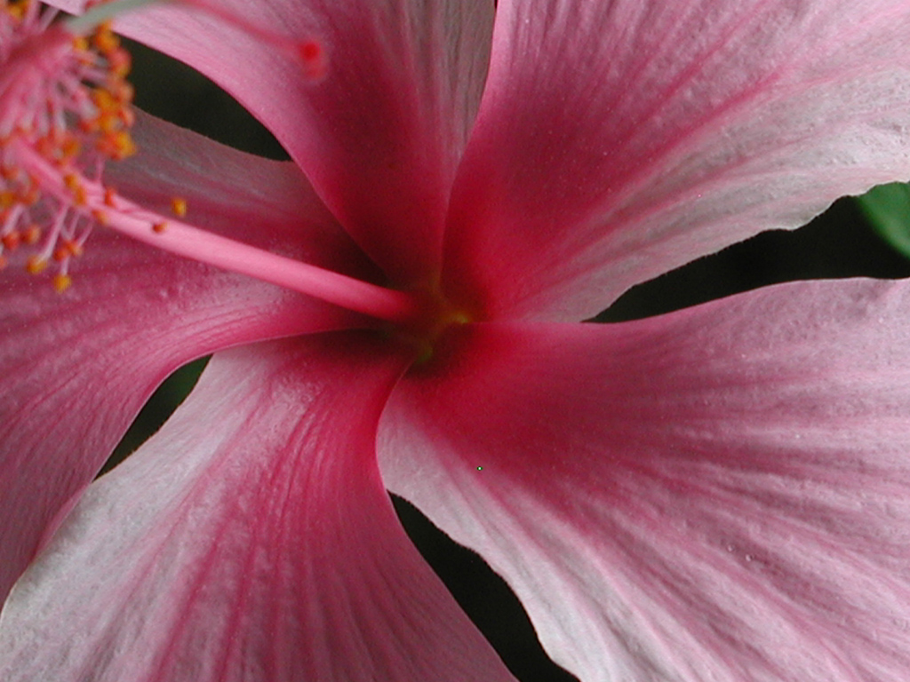 hibiscus4.jpg