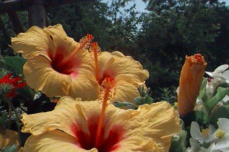 Beautiful Golden Hibiscus