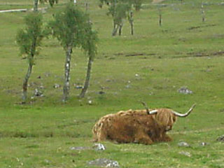 Highland Cow