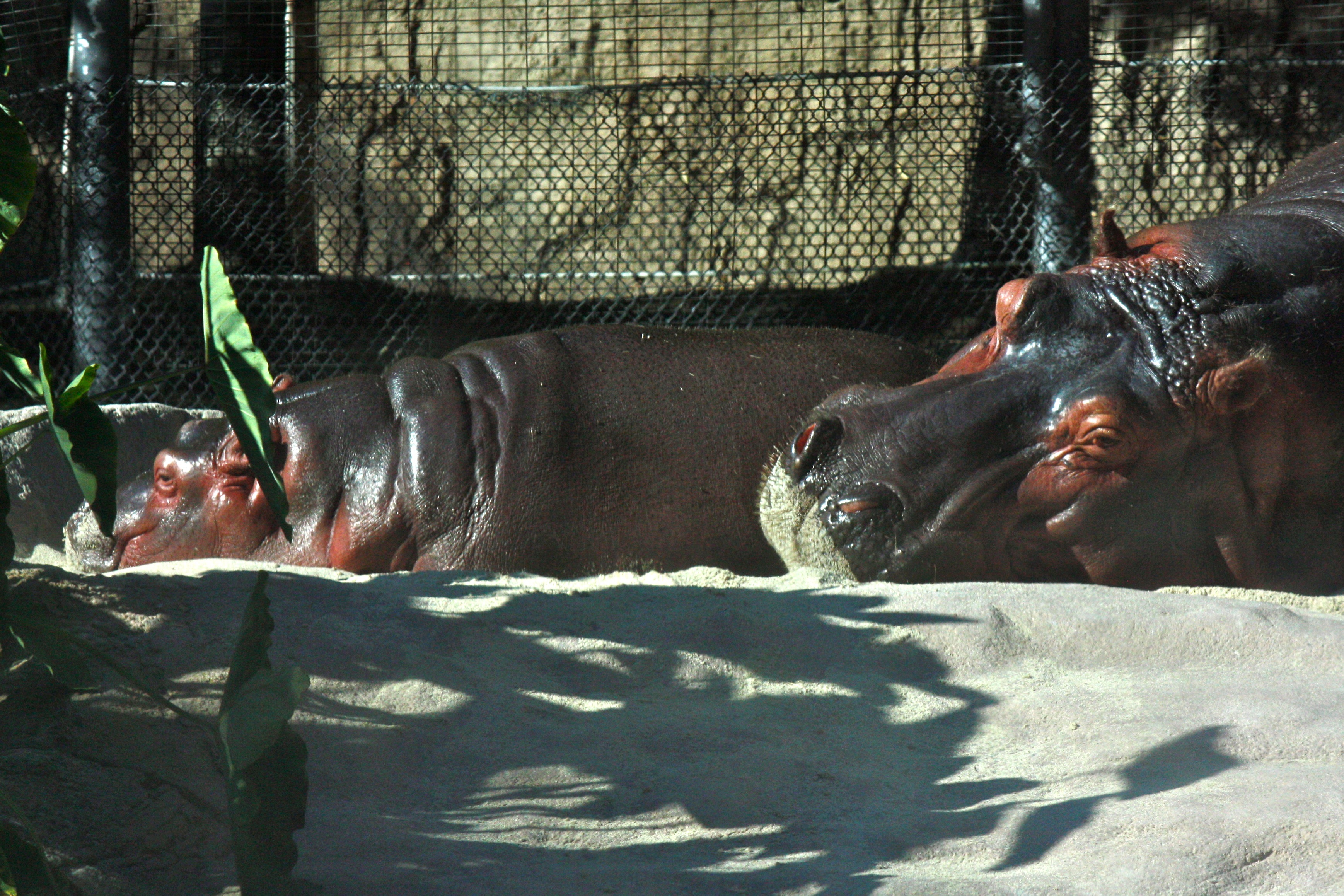 hippo mom and baby