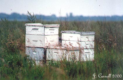 Honey Boxes