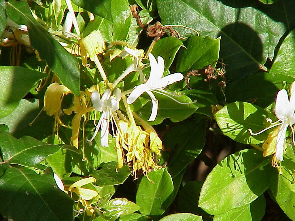 Japanese Honeysuckle