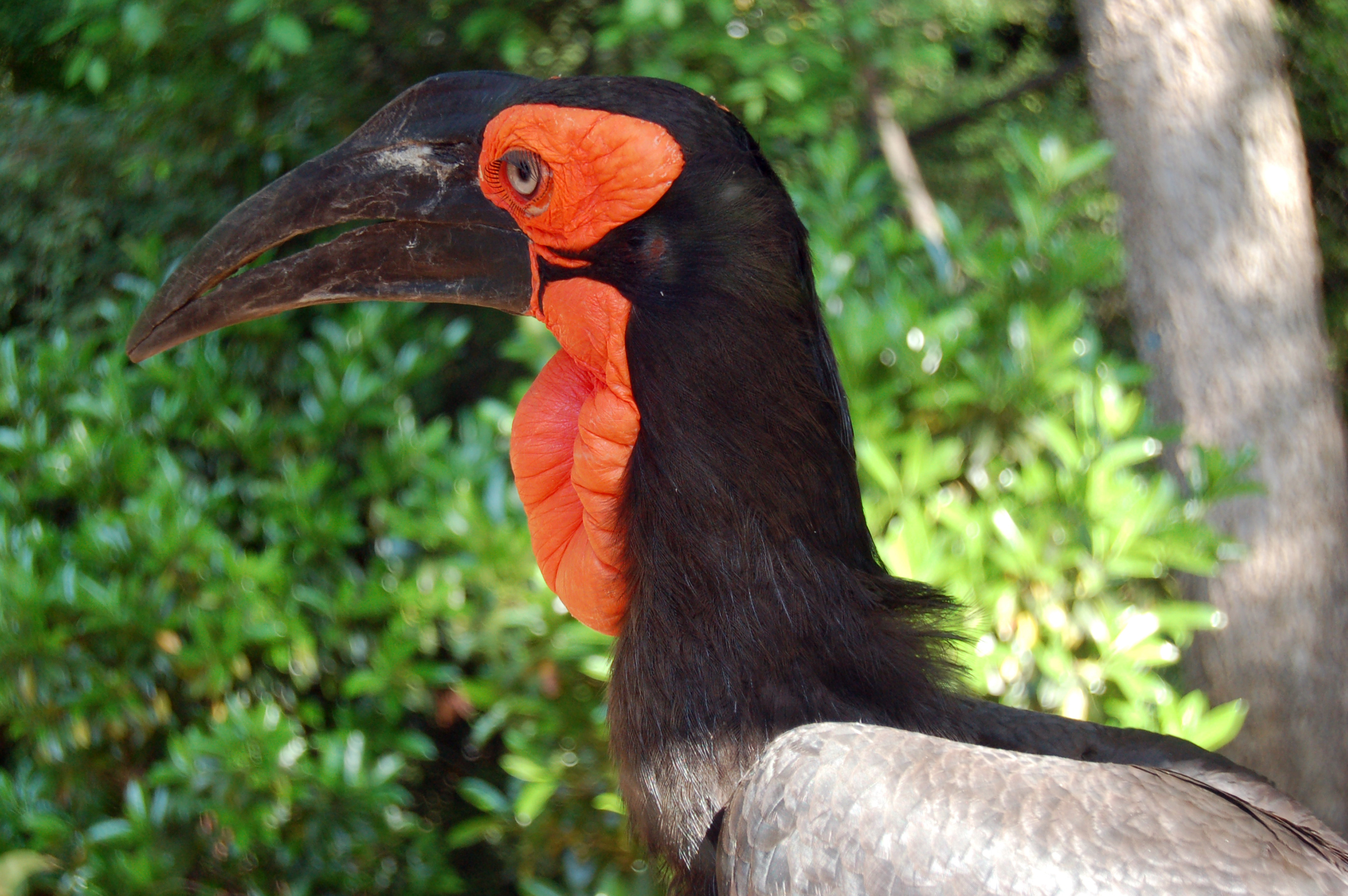 Southern Ground Hornbill