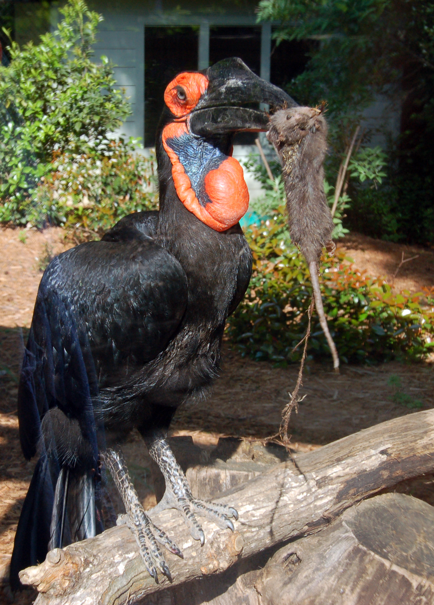 Southern Ground Hornbill with rat