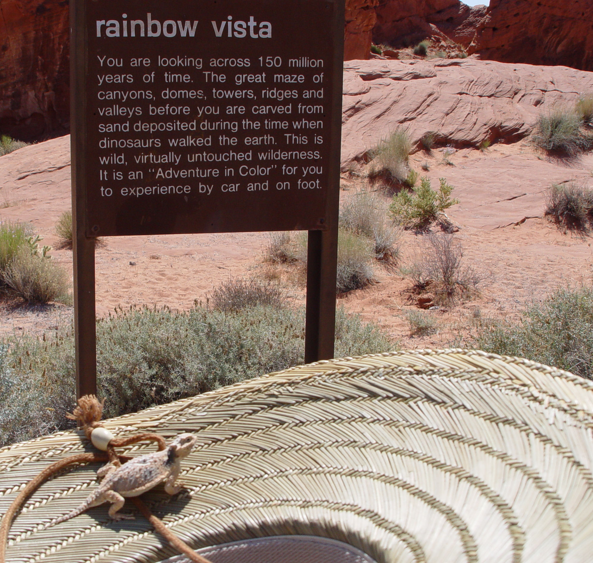 Horned Lizard on my hat in the Valley of Fire