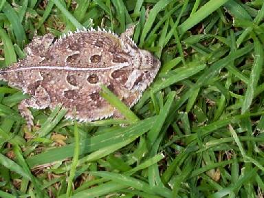 Texas horned toad