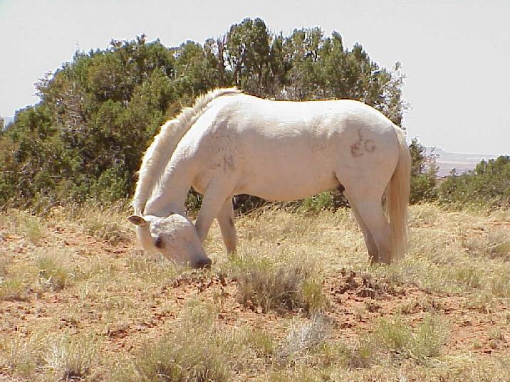 Stallion in Canyon de Chelly