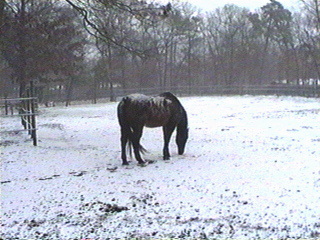 Horse in a field where it is still snowing