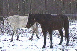 Horses in the snow.