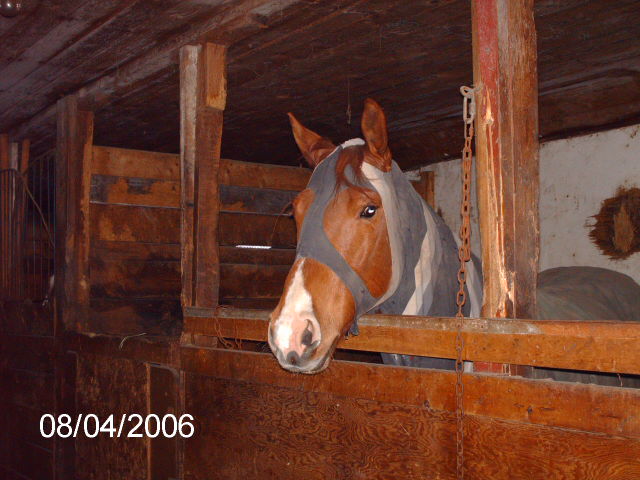 horse in barn