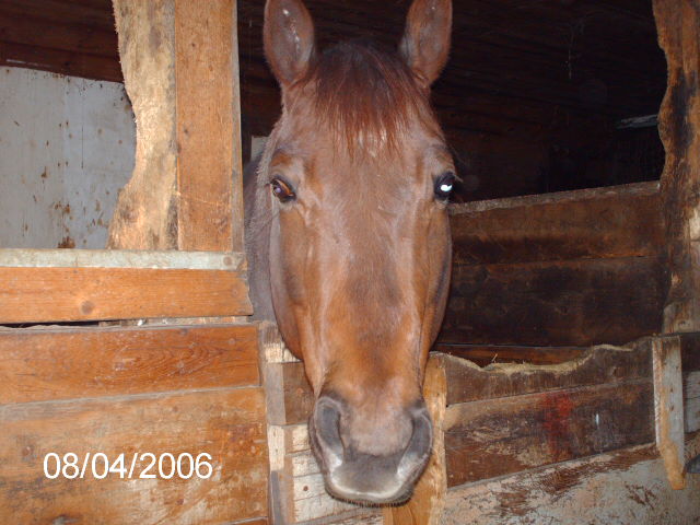 horse in barn 2