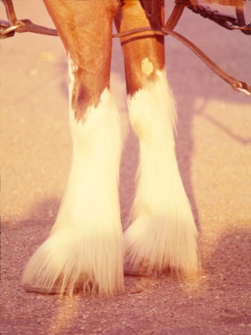 Clydesdale legs