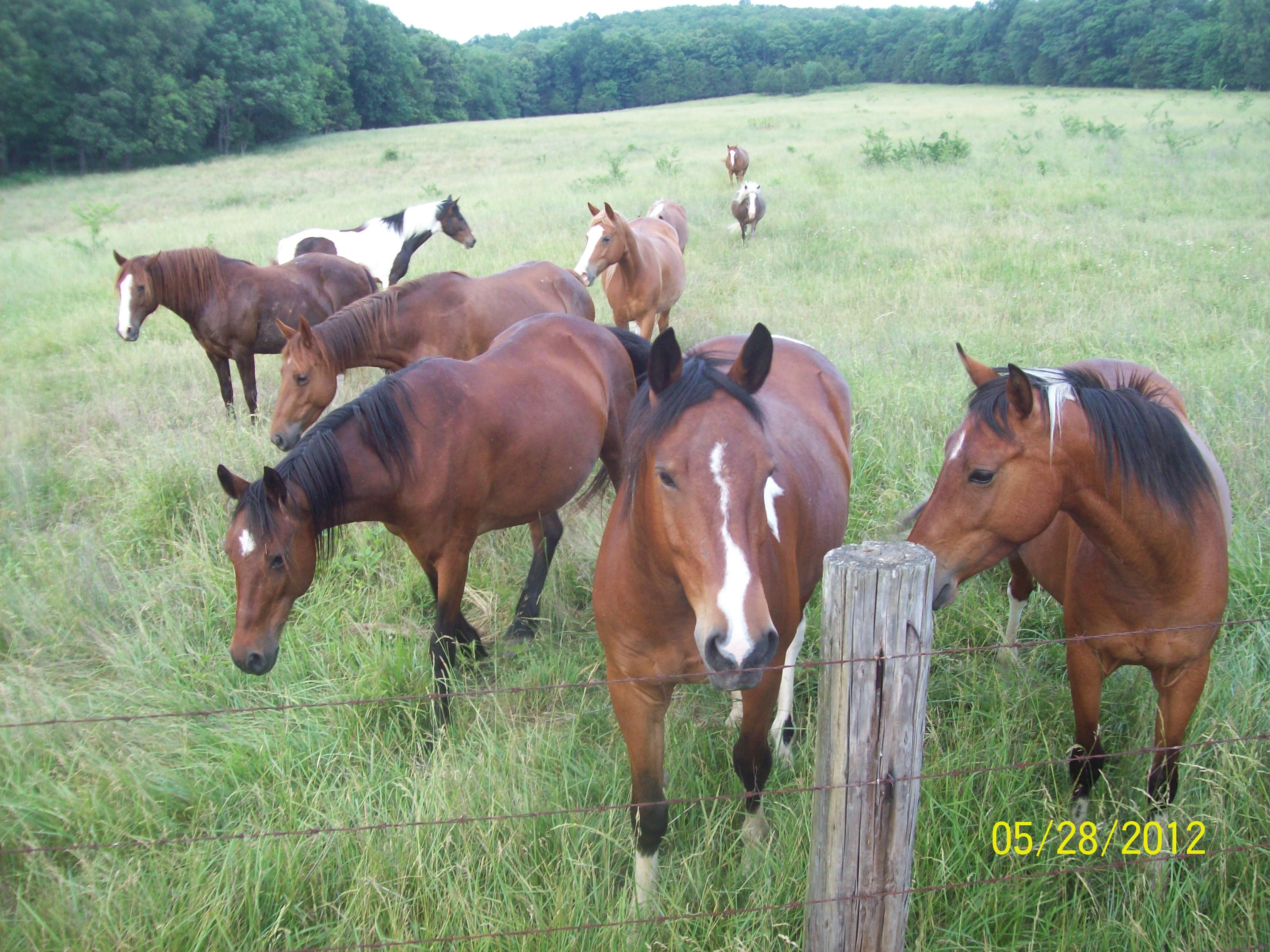 Horses in Pasture