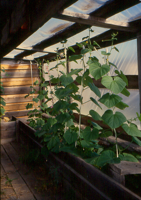 Siberian Hothouse Cucumbers, the only way to grow vegetables