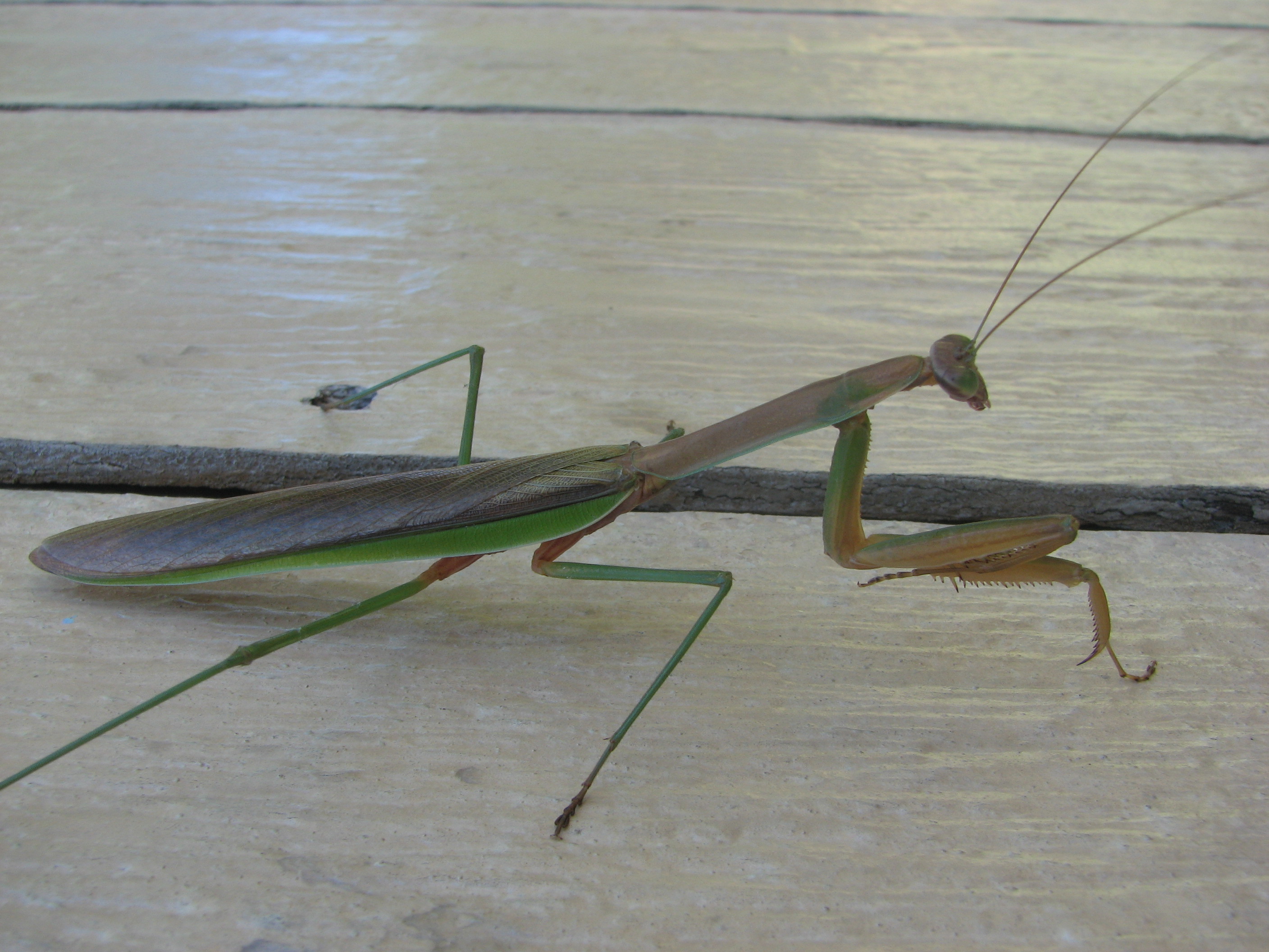 praying mantis