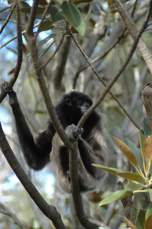 Howler monkey