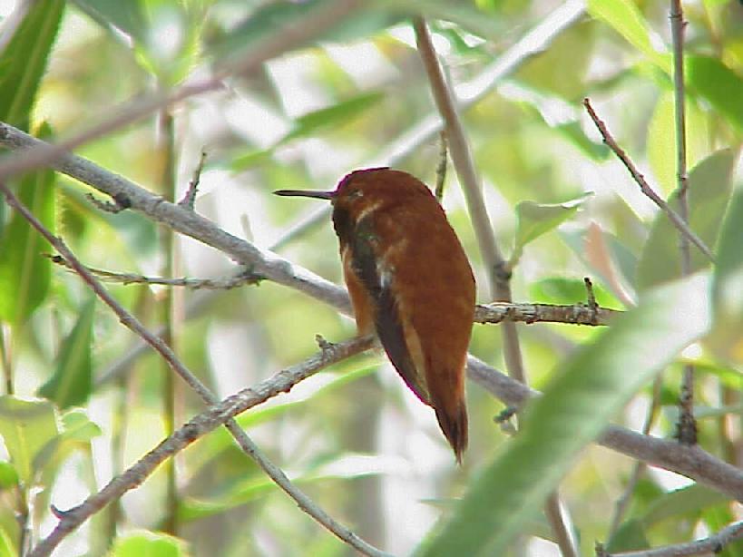 Rufous Hummingbird