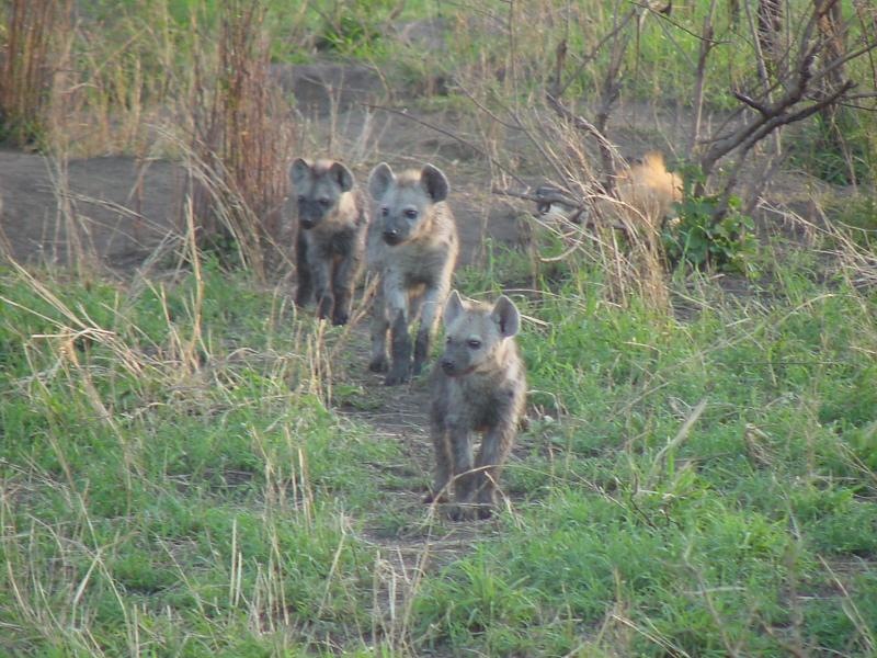 Hyena Pups