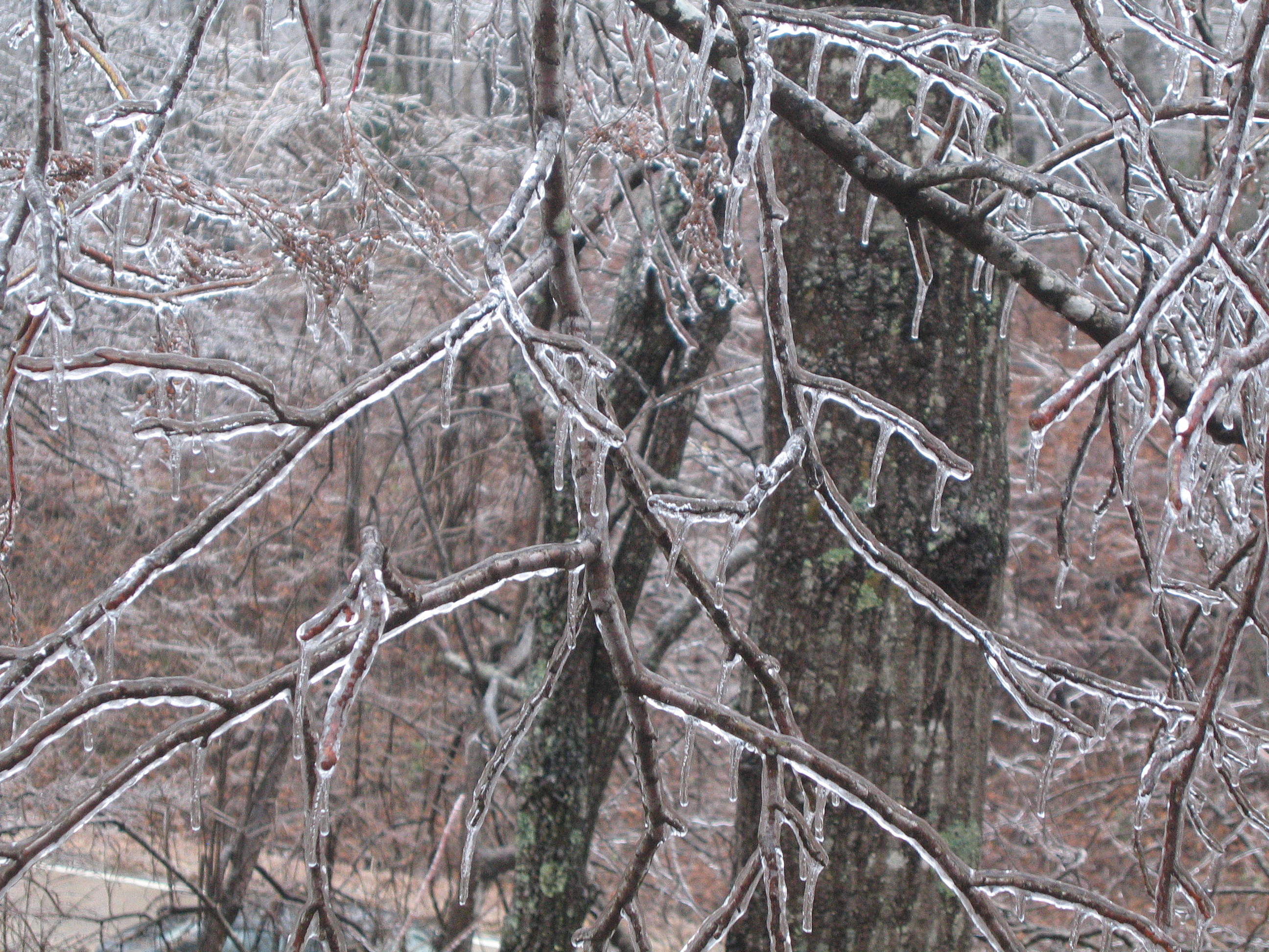 Ice on branches