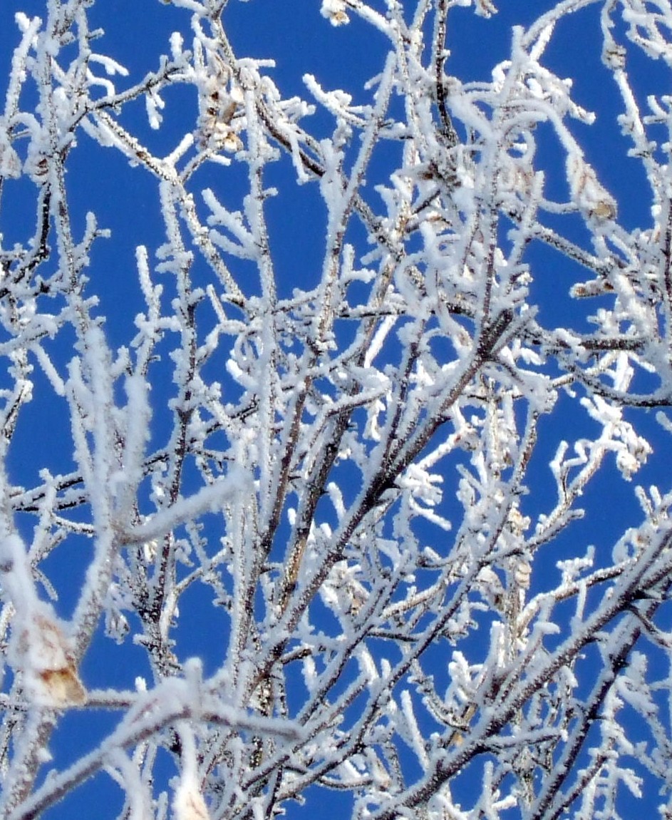 Frost on branches