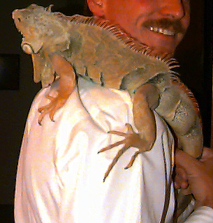 Iggy the pet iguana