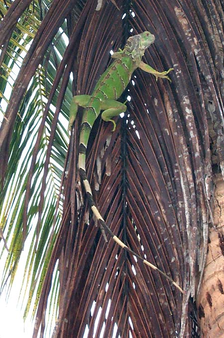 This green iguana is almost 4 feet long