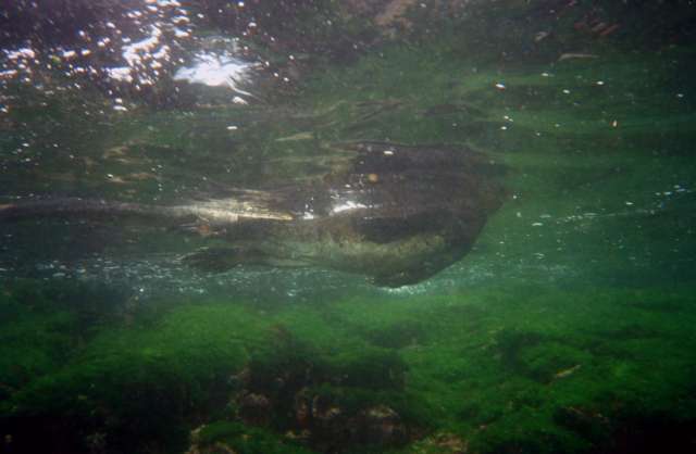 Marine Iguana swimming, seen from underwater