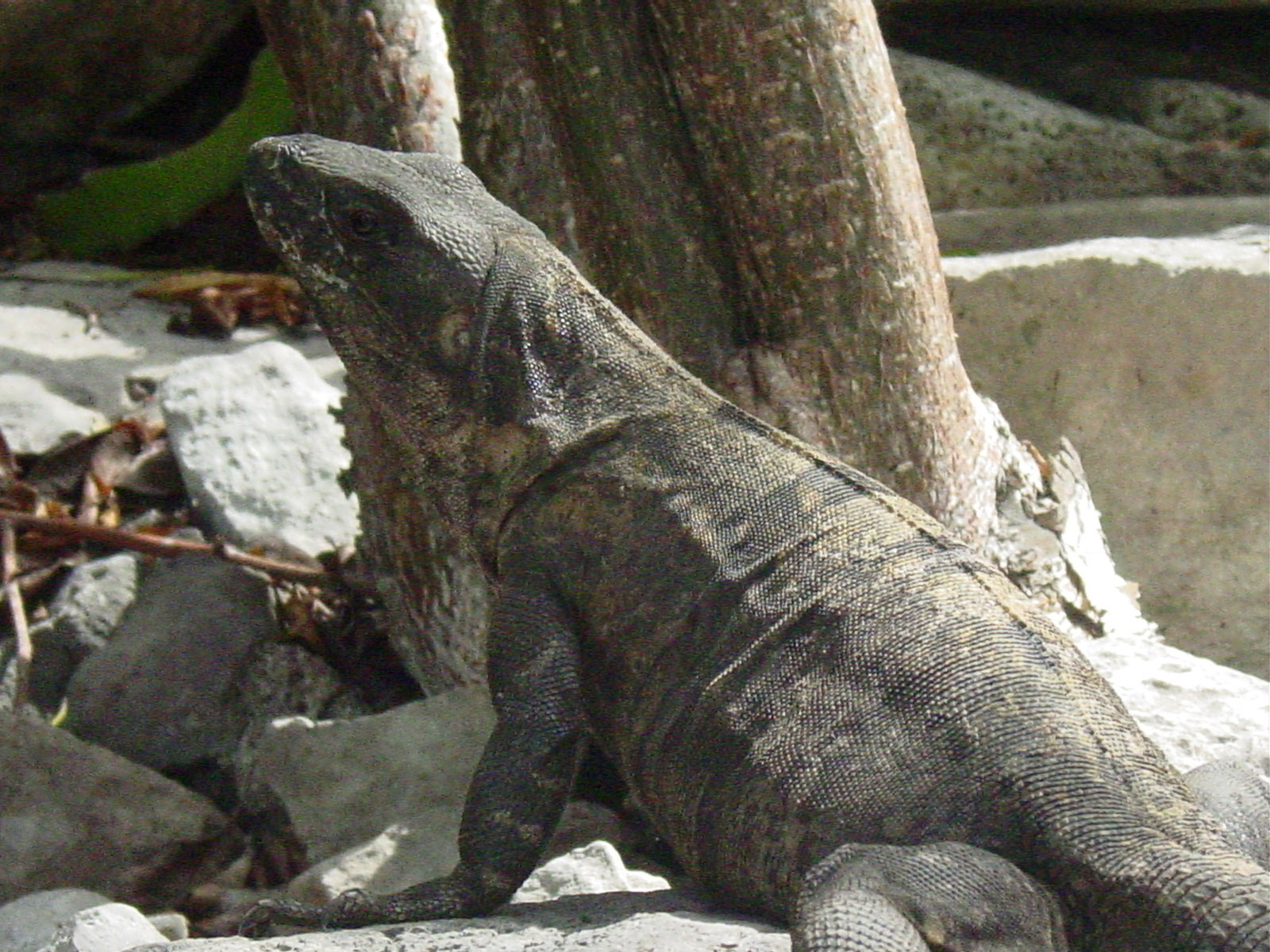 Land iguana at Tulum, Mexico