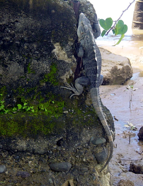 Black Iguana