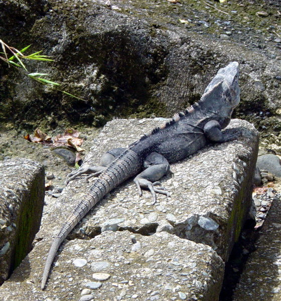 Black Iguana