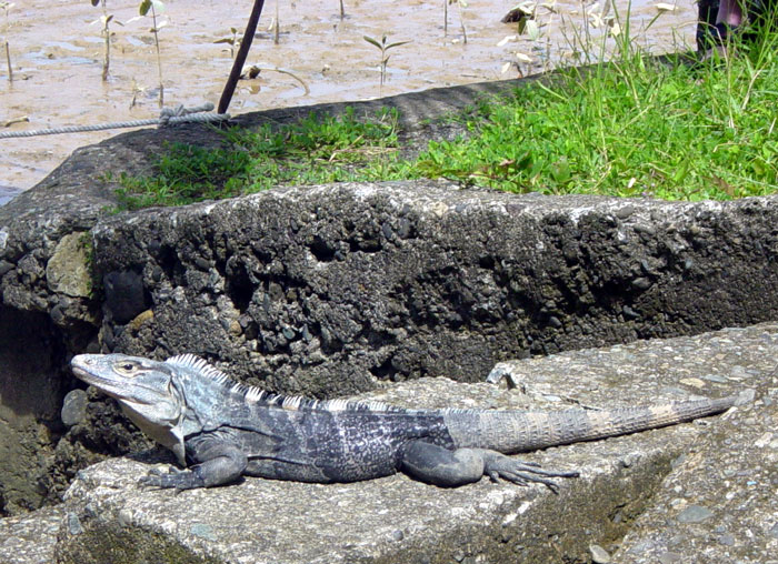 Black Iguana