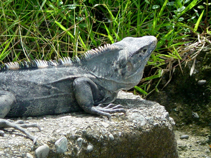 Black Iguana