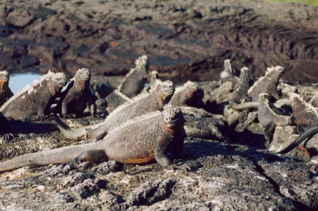 Marine Iguanas basking on rocks