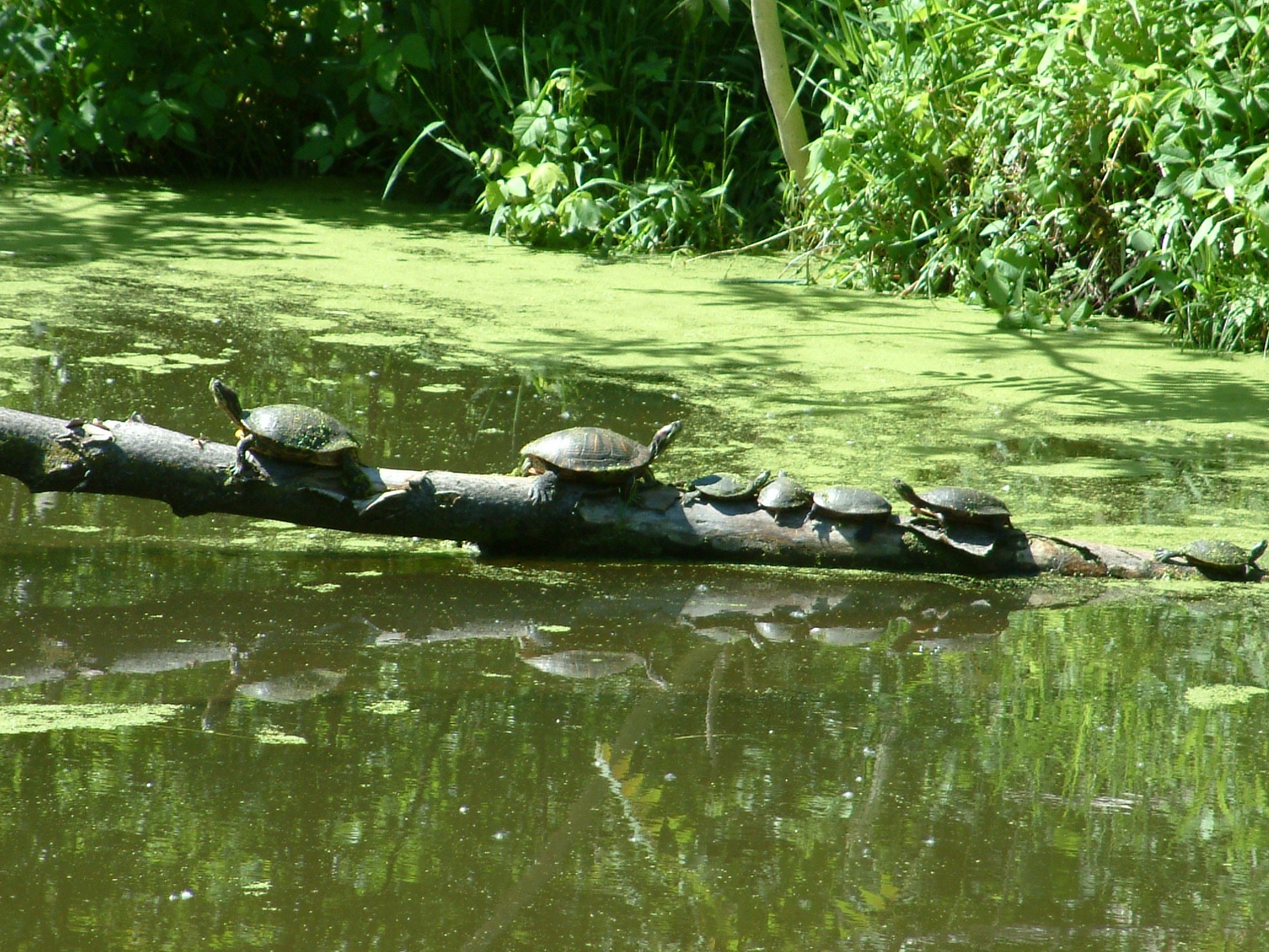 Family of Turtles in the Historic Illinois & Michigan Canal