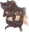 Four all black kittens!All from the same litter, only four in litter!