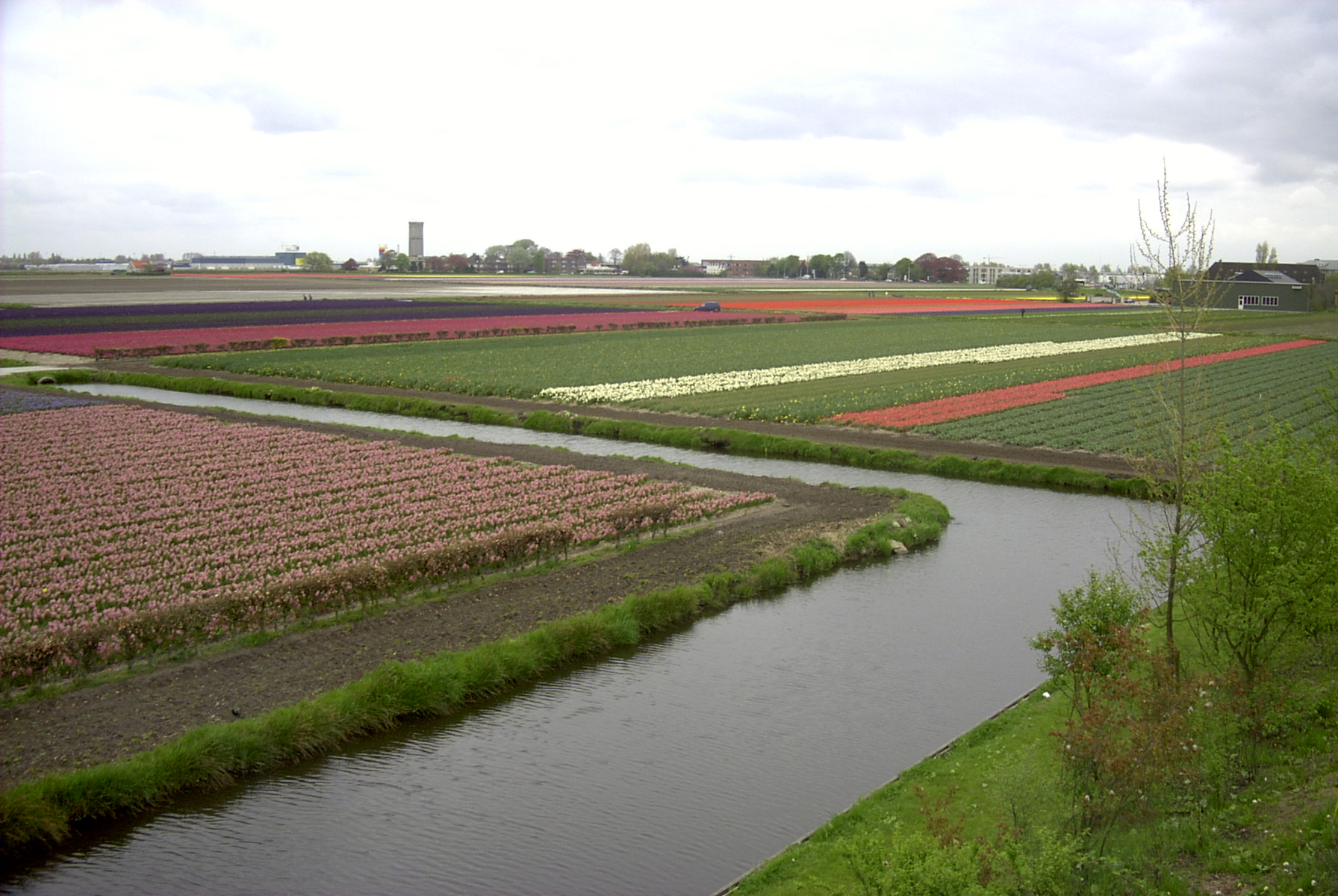 The gigantic Tulip fields at Keukenhof gardens