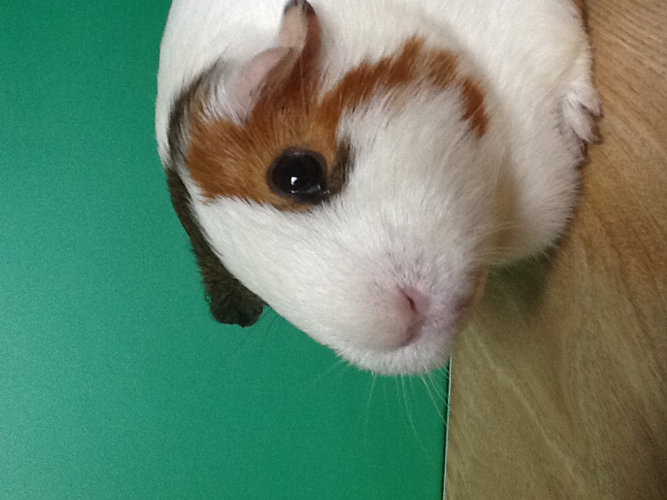 This is a female guinea pig